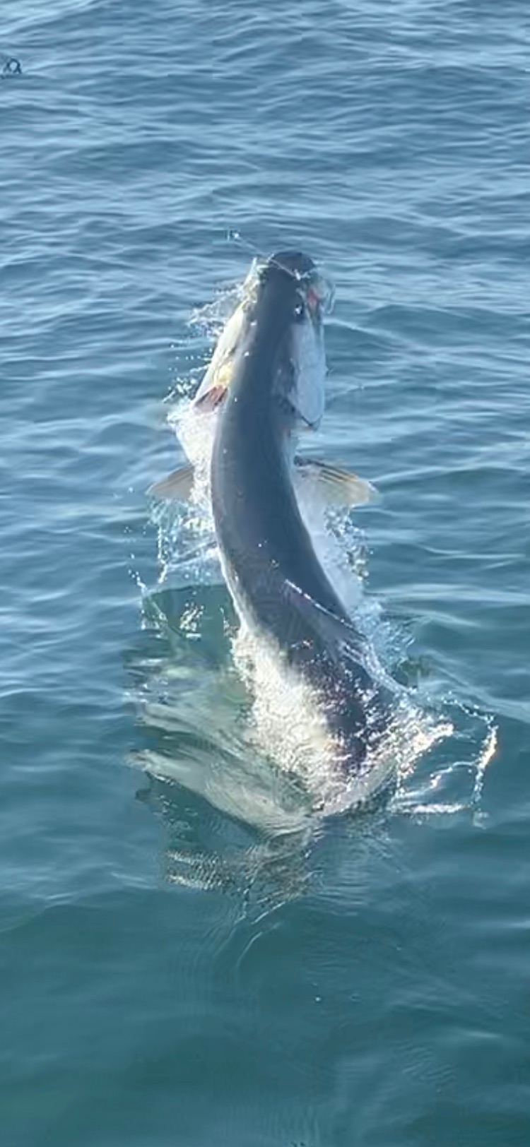 Silver King tarpon jumping out of water off Galveston